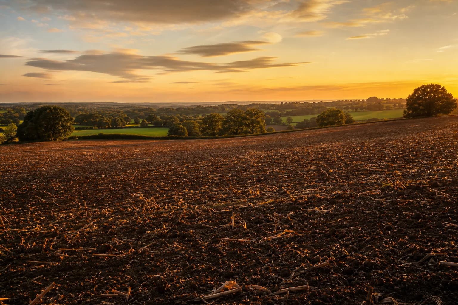 Cleared agricultural field at golden hour in the Hampshire countryside
