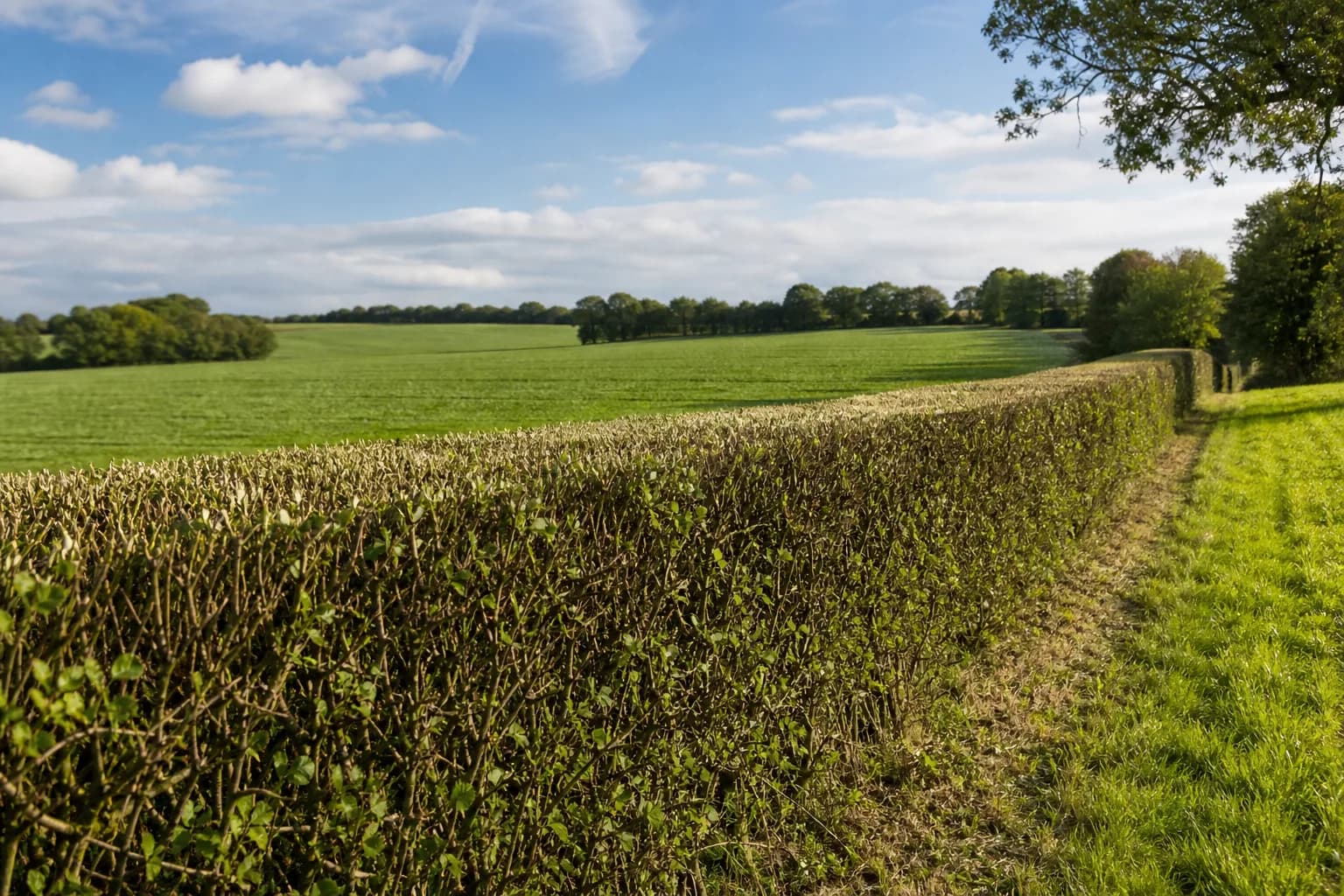 Neatly trimmed rural hedge line along a field boundary